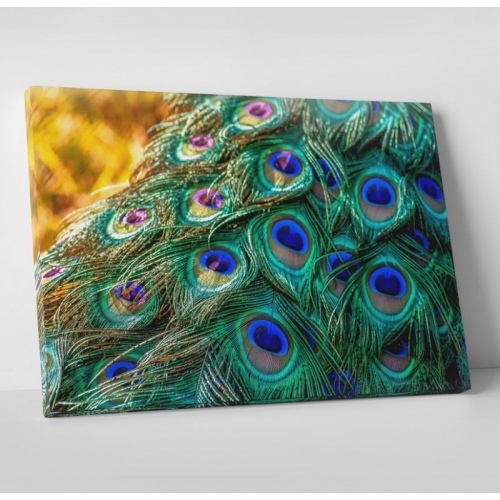 Peacock Feathers  - SWEET MURALE