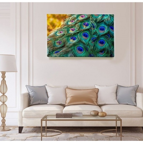 Peacock Feathers  - SWEET MURALE