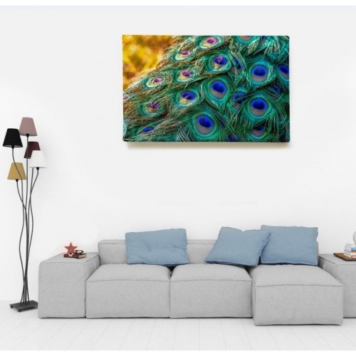 Peacock Feathers  - SWEET MURALE