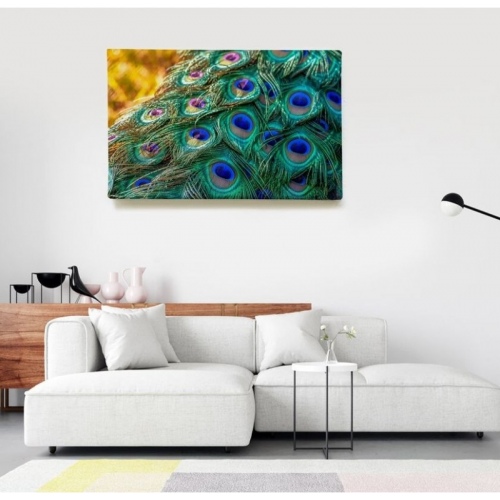 Peacock Feathers  - SWEET MURALE