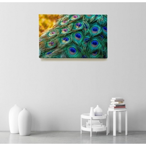 Peacock Feathers  - SWEET MURALE