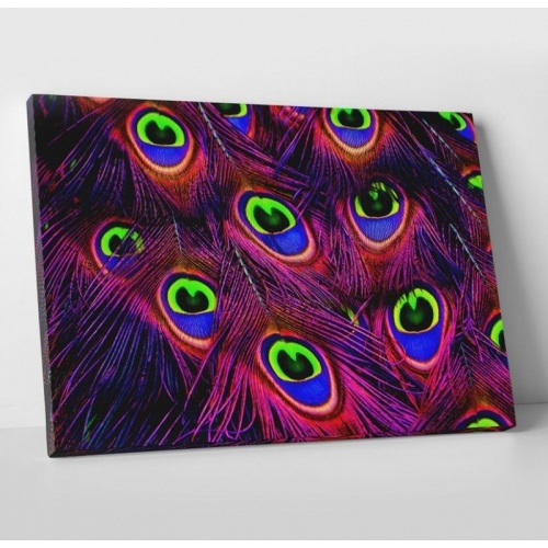 Multicolored Peacock Feathers  - SWEET MURALE