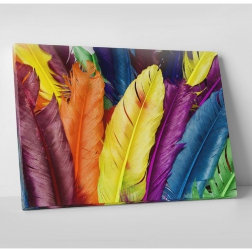 Multicolored Feathers  - SWEET MURALE