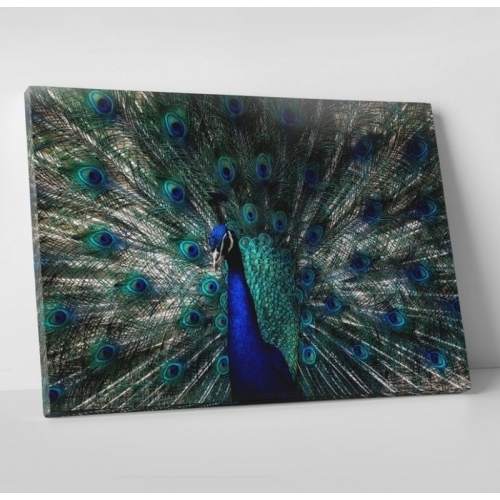 Roue du Paon  - SWEET MURALE