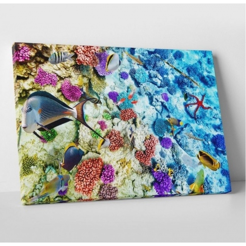 Biodiversité marine  - SWEET MURALE