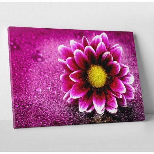 Pink gerbera  - SWEET MURALE