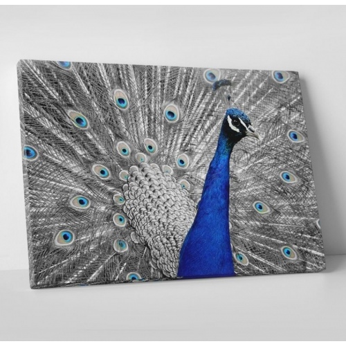 Paon Bleu  - SWEET MURALE